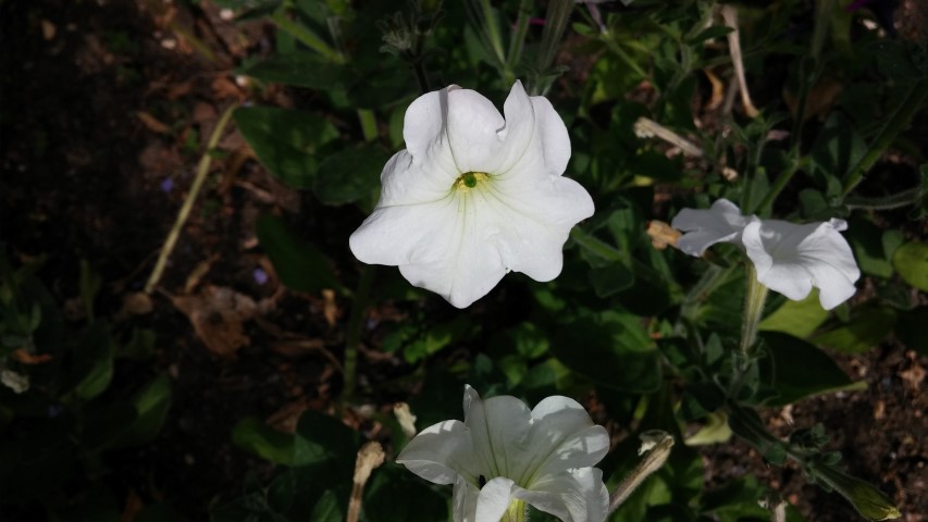 Petunia axillaris plantplacesimage20150705_154254.jpg