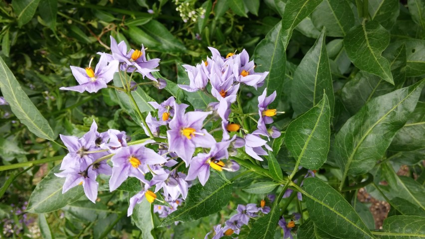 Solanum crispum plantplacesimage20150705_154345.jpg