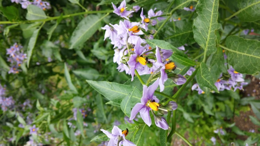 Solanum crispum plantplacesimage20150705_154449.jpg