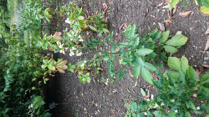Loasa triphylla plantplacesimage20150705_154705.jpg