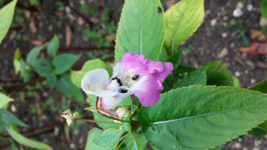 Impatiens balfourii plantplacesimage20150705_154754.jpg