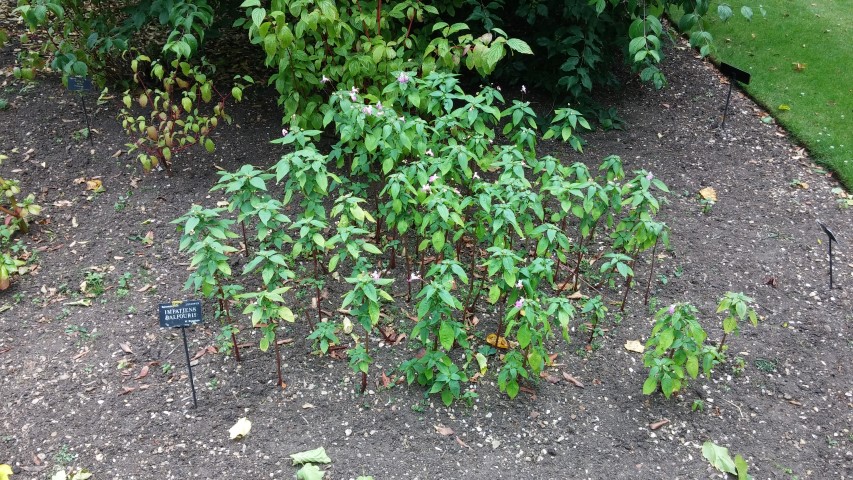 Impatiens balfourii plantplacesimage20150705_154809.jpg