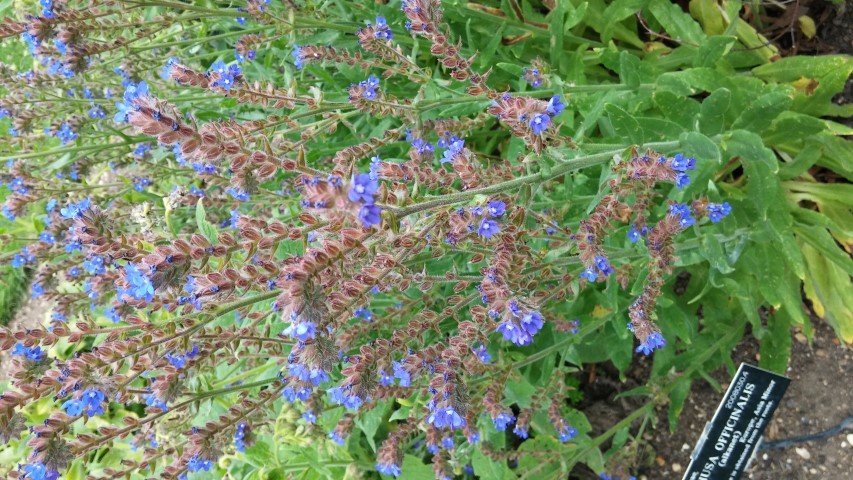 Anchusa officinalis plantplacesimage20150705_154959.jpg