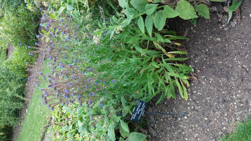 Anchusa officinalis plantplacesimage20150705_155008.jpg