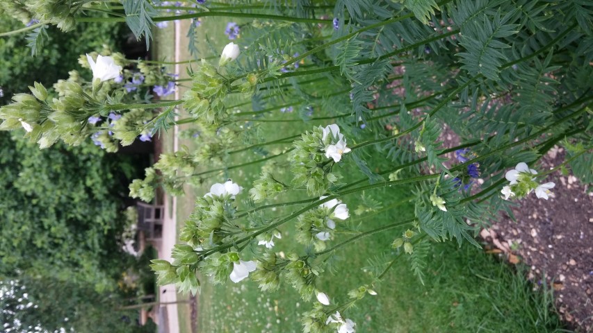 Polemonium caeruleum plantplacesimage20150705_155308.jpg
