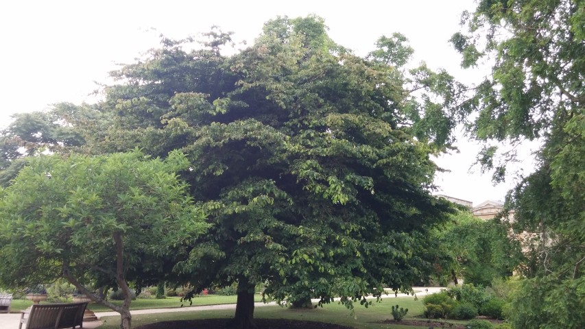 Parrotia persica plantplacesimage20150705_155556.jpg