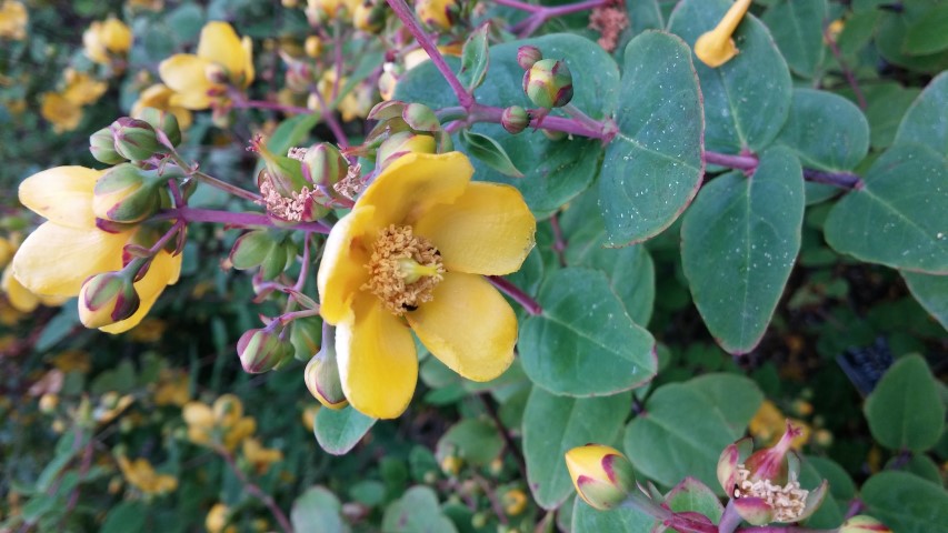 Hypericum bellum plantplacesimage20150705_155632.jpg