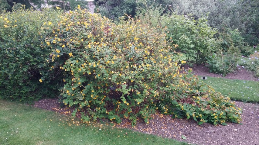 Hypericum bellum plantplacesimage20150705_155645.jpg