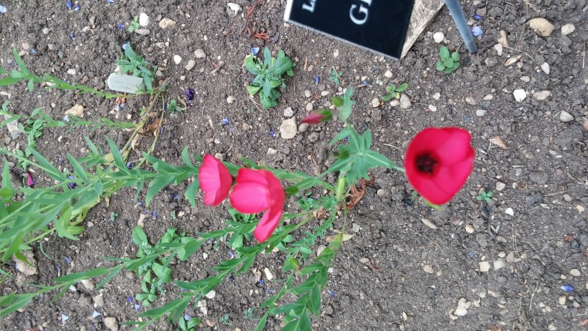 Linum grandiflorum plantplacesimage20150705_155720.jpg