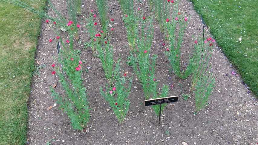 Linum grandiflorum plantplacesimage20150705_155742.jpg