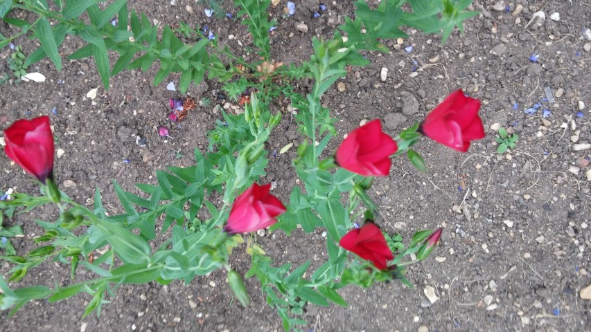 Linum grandiflorum plantplacesimage20150705_155825.jpg