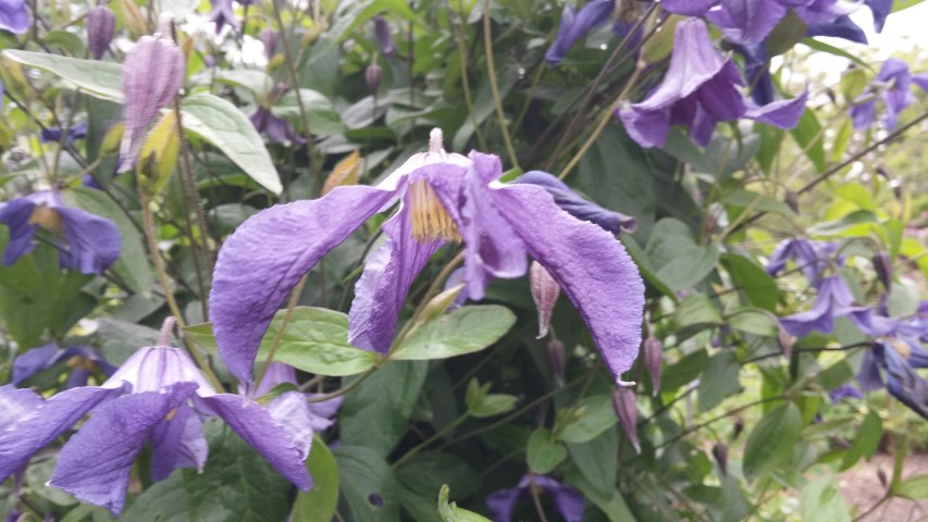 Aconitum lycoctonum plantplacesimage20150705_160530.jpg