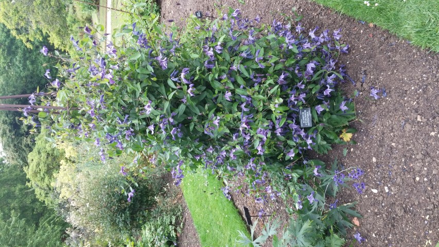 Aconitum lycoctonum plantplacesimage20150705_160545.jpg