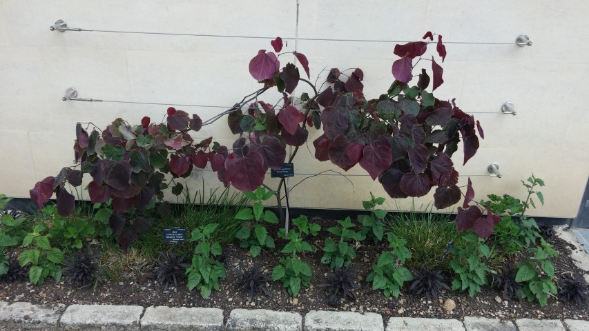 Cercis canadensis plantplacesimage20150705_160813.jpg