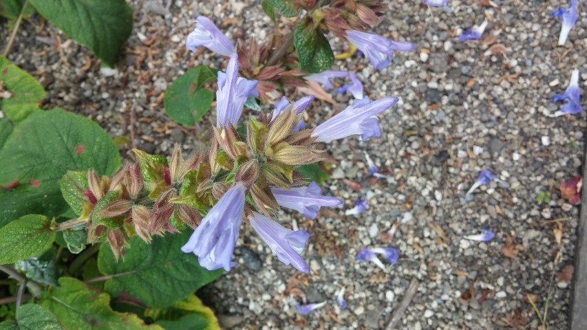 Salvia tomentosa plantplacesimage20150707_132142.jpg