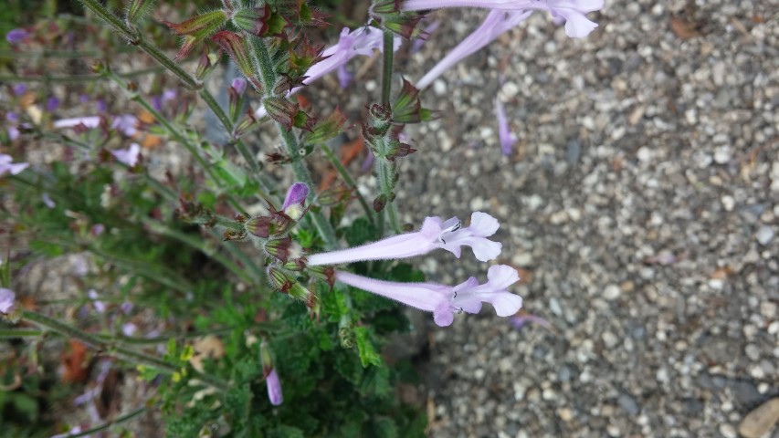 Salvia aurita plantplacesimage20150707_132225.jpg