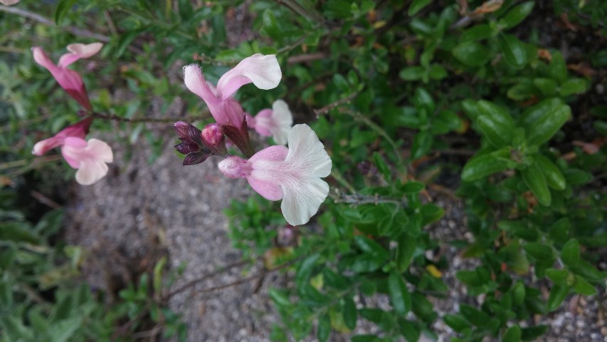 Salvia greggii plantplacesimage20150707_132312.jpg