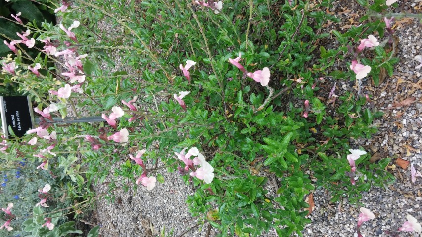 Salvia greggii plantplacesimage20150707_132322.jpg