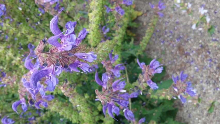 Salvia transsylvanica plantplacesimage20150707_132402.jpg