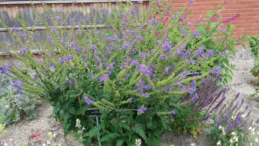 Salvia transsylvanica plantplacesimage20150707_132418.jpg