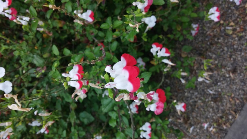 Salvia jamensis plantplacesimage20150707_132500.jpg