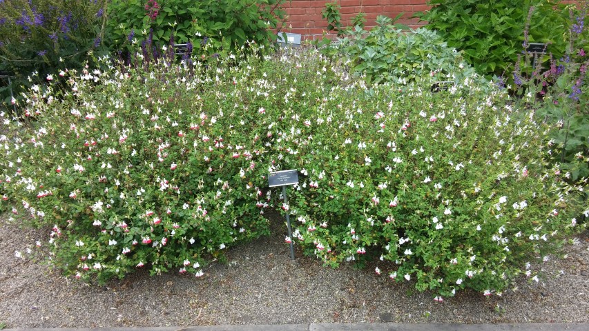 Salvia jamensis plantplacesimage20150707_132545.jpg