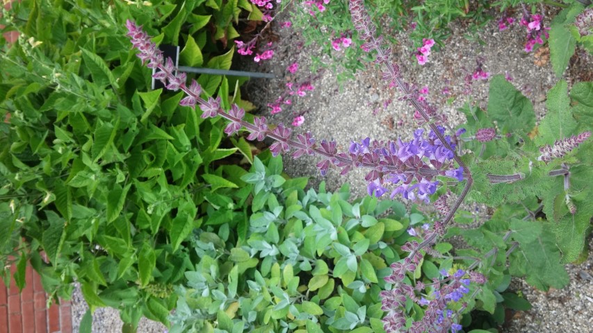 Salvia hydrangea plantplacesimage20150707_132806.jpg