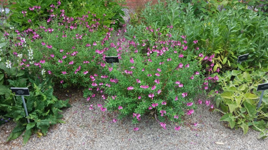 Salvia greggii plantplacesimage20150707_132851.jpg