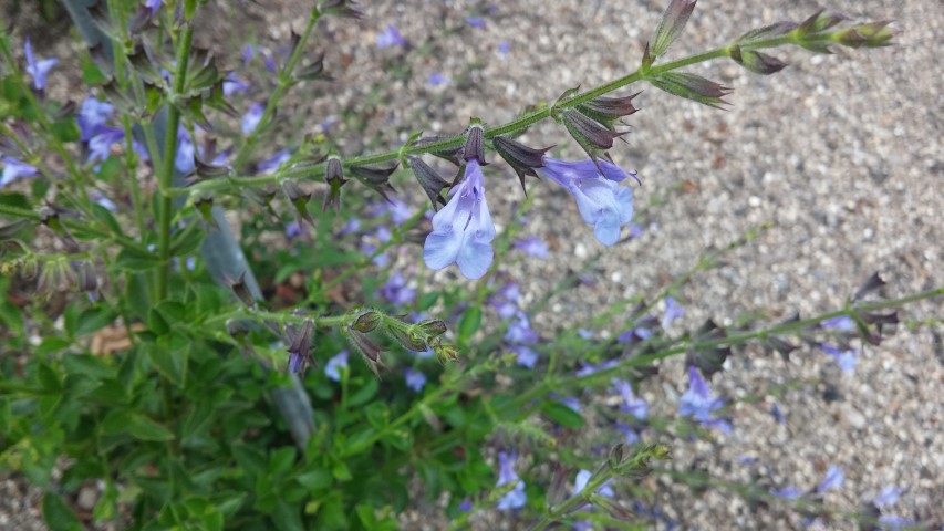 Salvia  plantplacesimage20150707_132922.jpg