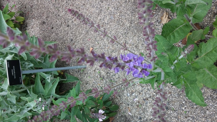 Salvia atropatana plantplacesimage20150707_133017.jpg