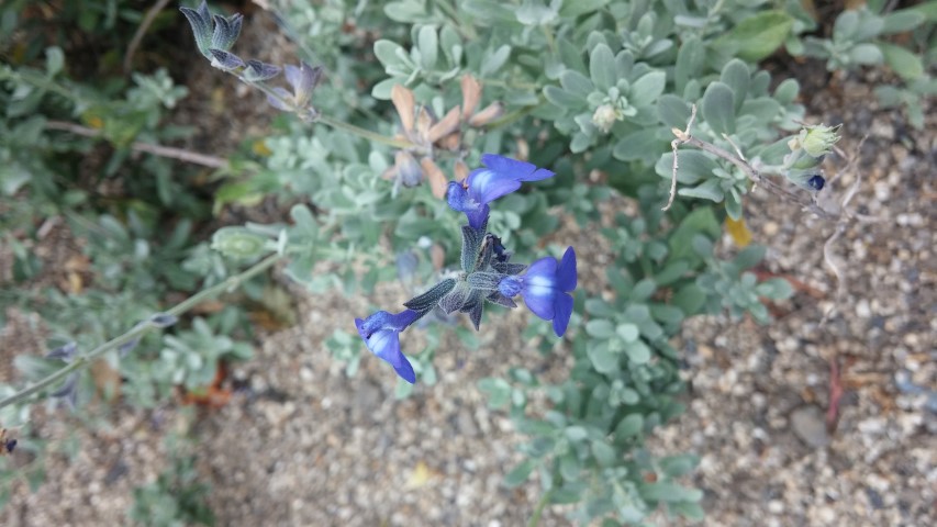 Salvia chamaedryoides plantplacesimage20150707_133102.jpg