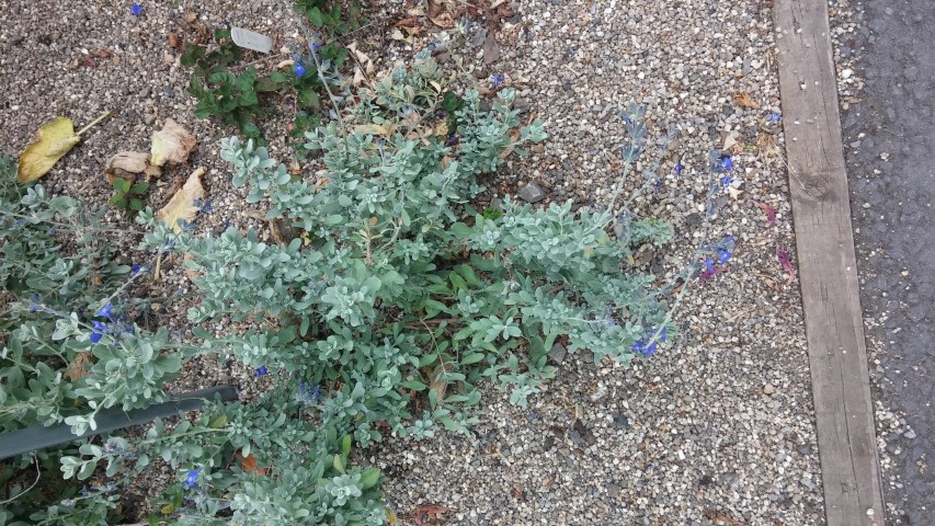 Salvia chamaedryoides plantplacesimage20150707_133122.jpg