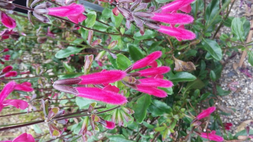 Salvia buchananii plantplacesimage20150707_133152.jpg