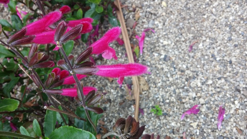 Salvia buchananii plantplacesimage20150707_133214.jpg