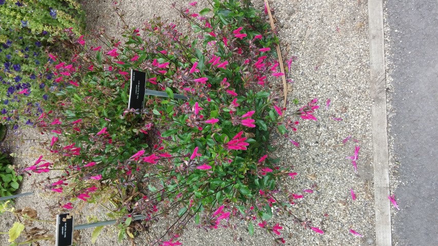 Salvia buchananii plantplacesimage20150707_133222.jpg