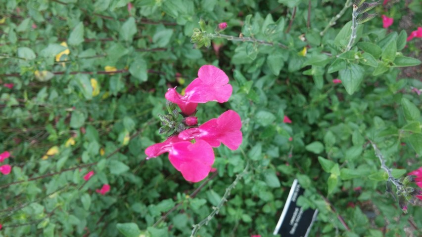 Salvia microphylla plantplacesimage20150707_133329.jpg