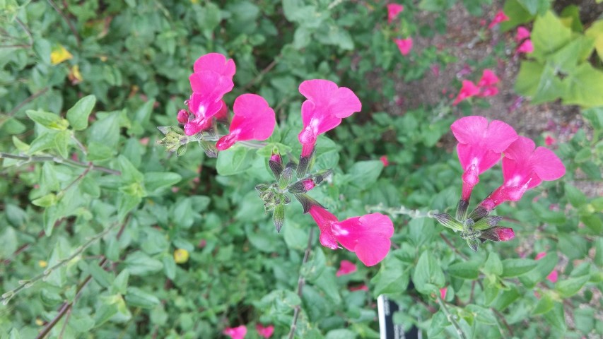 Salvia microphylla plantplacesimage20150707_133340.jpg