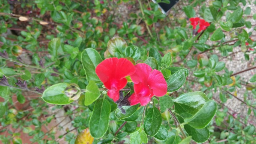 Salvia microphylla plantplacesimage20150707_133458.jpg