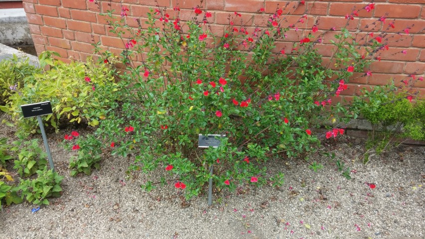 Salvia microphylla plantplacesimage20150707_133514.jpg