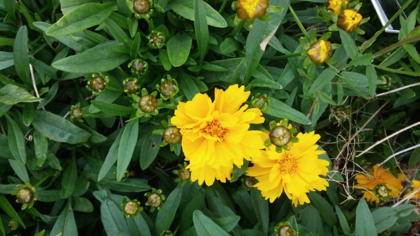 Coreopsis grandiflora plantplacesimage20150707_133601.jpg