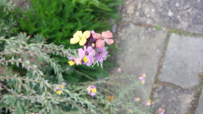 Cheiranthus scoparius plantplacesimage20150707_134101.jpg