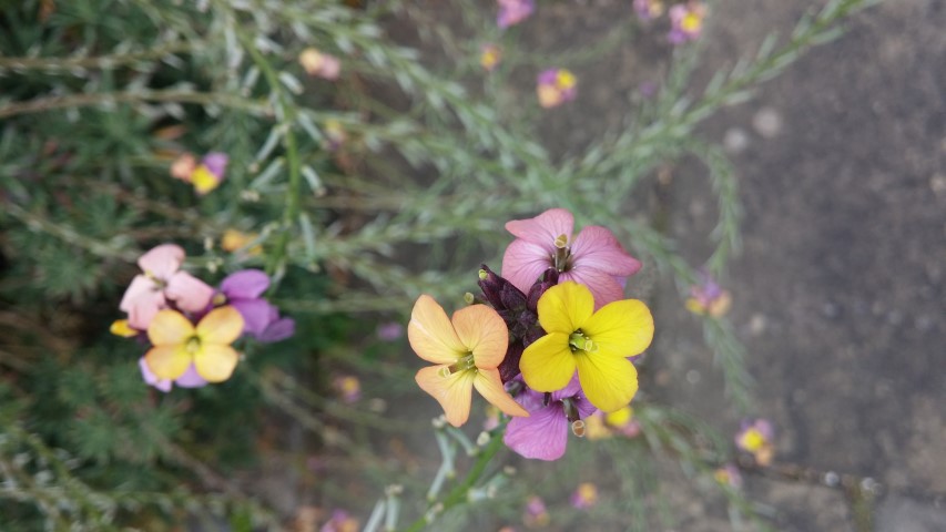 Cheiranthus scoparius plantplacesimage20150707_134117.jpg