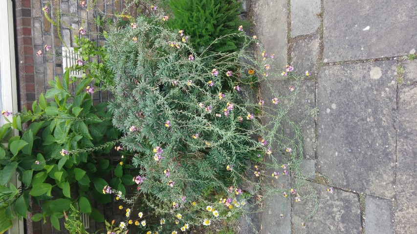 Cheiranthus scoparius plantplacesimage20150707_134131.jpg