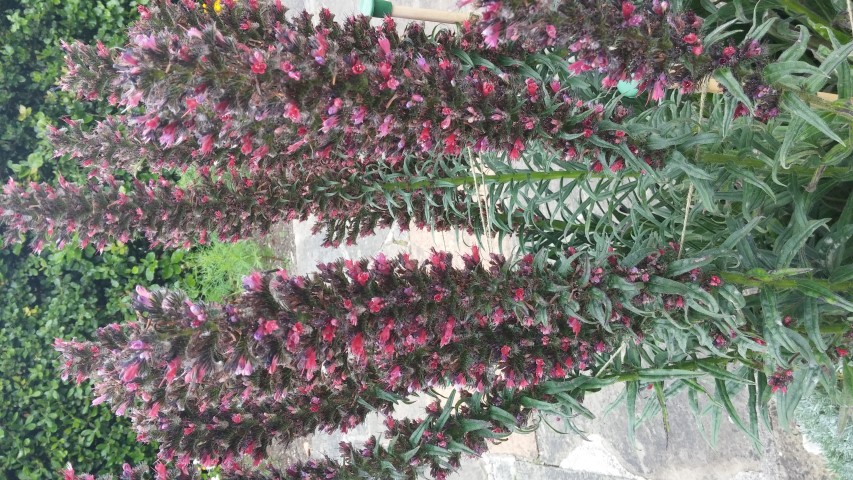 Echium russicum plantplacesimage20150707_134240.jpg