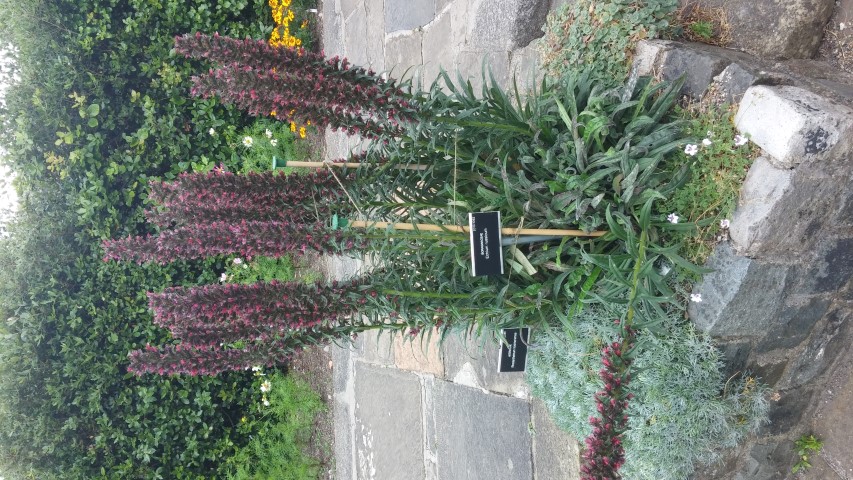 Echium russicum plantplacesimage20150707_134251.jpg