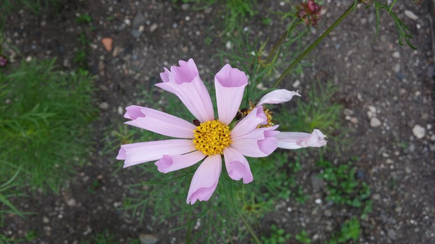 Cosmos  plantplacesimage20150707_134353.jpg