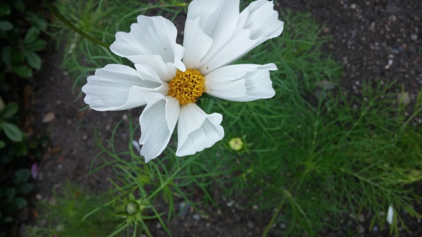 Cosmos  plantplacesimage20150707_134407.jpg