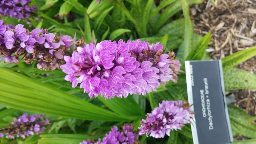 Dactylohiza x braunii plantplacesimage20150707_134652.jpg