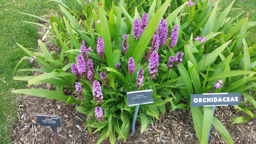 Dactylohiza x braunii plantplacesimage20150707_134703.jpg