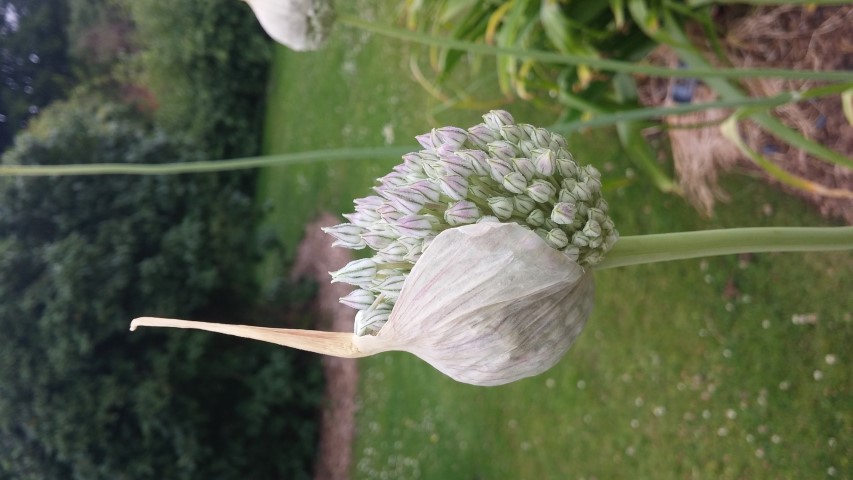 Allium ampeloprasum plantplacesimage20150707_135037.jpg